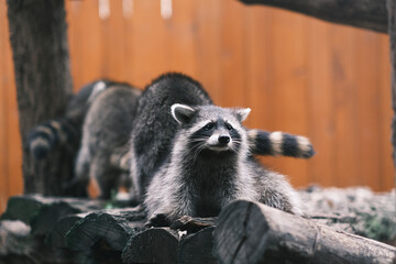 racoon