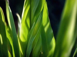 Obraz premium close up of green grass