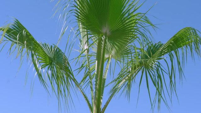 close-up dense leaves tropical leaf African Sabal fan palm tree swaying in wind, summer background, deciduous palm tree on blue sky, concept transcendence, infinity, banner for design