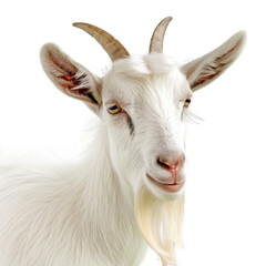 Goat Transparent background PNG