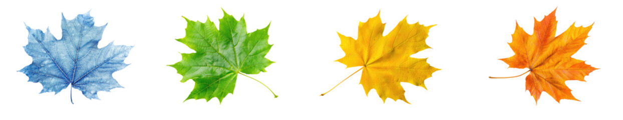 multiple colored maple leaves isolated 