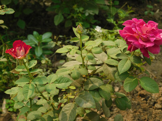 Rose flowers, the most beautiful flowers