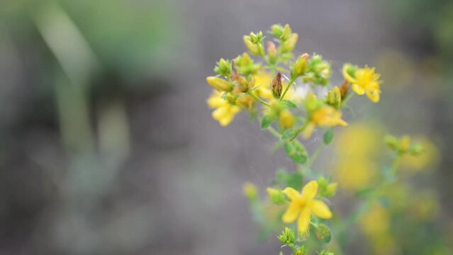 Hypericum perforatum, known as perforate St John's-wort, common Saint John's wort, or simply St John's wort, is a flowering plant in the family Hypericaceae and type species of the genus Hypericum.
