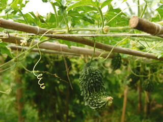 Bitter melon or Momordica charantina L., also known as pare hanging on the tree