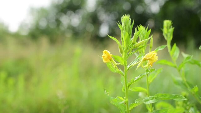 Oenothera parviflora, the northern evening primrose, is a species of flowering plant in the family Onagraceae. It is native to northeastern North America, and invasive in Europe, Asia, South Africa.