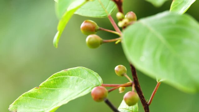 Frangula alnus, commonly known as alder buckthorn, glossy buckthorn, or breaking buckthorn, is a tall deciduous shrub in the family Rhamnaceae.