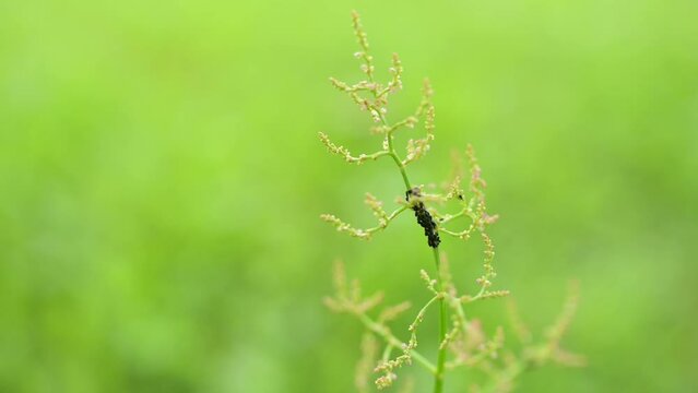 Rumex thyrsiflorus, also known commonly as compact dock or thyrse sorrel, is perennial herb, which grows in meadows and wasteland in most parts of Europe.