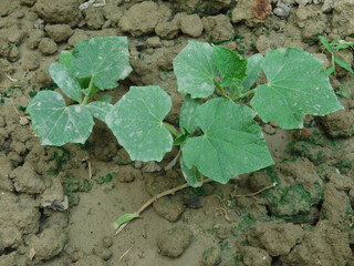 The growing pumpkin tree is growing.