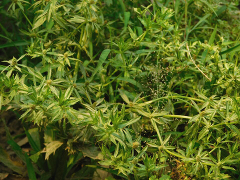 Parsley, scientific name Eryngium foetidum L., is classified in the coriander family (APIACEAE or UMBELLIFERAE). Parsley has other local names that Doi Phak Chee Doi Phak Chee Farang.