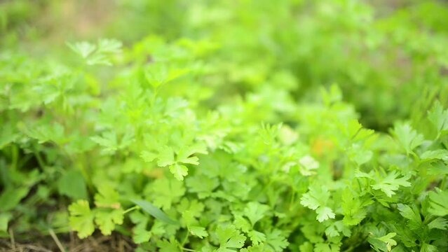 Parsley, or garden parsley (Petroselinum crispum) is a species of flowering plant in the family Apiaceae that is native to the central and eastern Mediterranean region