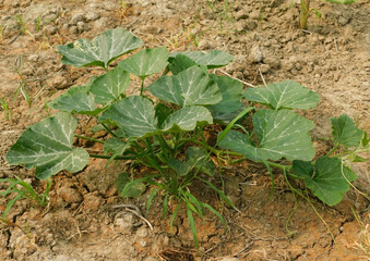The growing pumpkin tree is growing.