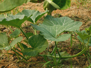 The growing pumpkin tree is growing.