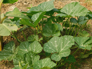 The growing pumpkin tree is growing.