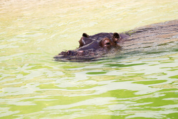 hippopotamus in water