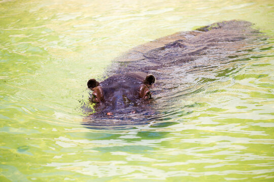 hippopotamus in the water