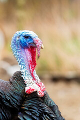 Turkey on the farm a portrait
