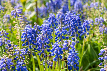 First spring flowers blue muscari in the garden. Grape hyacinth or bluebells