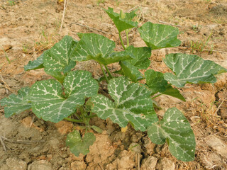 young pumpkin trees at natural open air garden