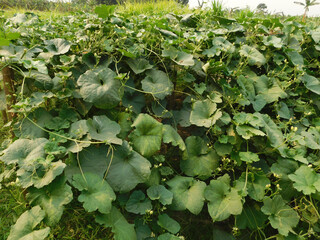 growth stages of ridge gourd.organic rooftop terrace gardening.organic vegetable terrace garden.	