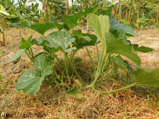 young pumpkin trees at natural open air garden