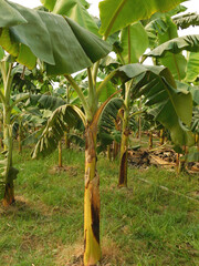 Obraz premium Green fresh banana growing on a tree. Banana plantation. India.