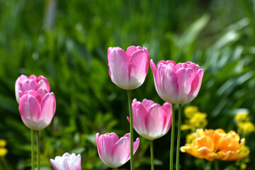 Tulip Innuendo - white and pink variety of tulips