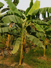Banana tree plantation in nature with daylight. Industrial scale banana cultivation for worldwide...
