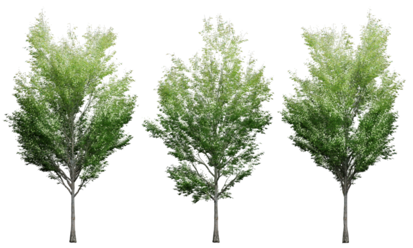 A collection of green broad-leaved trees isolated on a transparent background.