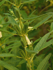 Sesame seed flower on tree in the field, Sesame a tall annual herbaceous plant of tropical and...