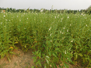 Sesame seed flower on tree in the field, Sesame a tall annual herbaceous plant of tropical and subtropical areas cultivated for its oil-rich seeds