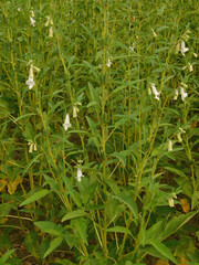 Sesame seed flower on tree in the field, Sesame a tall annual herbaceous plant of tropical and...