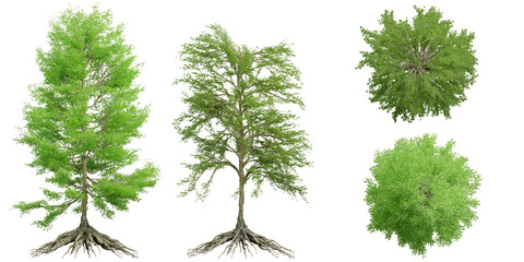A collection of green broad-leaved trees isolated on a transparent background.