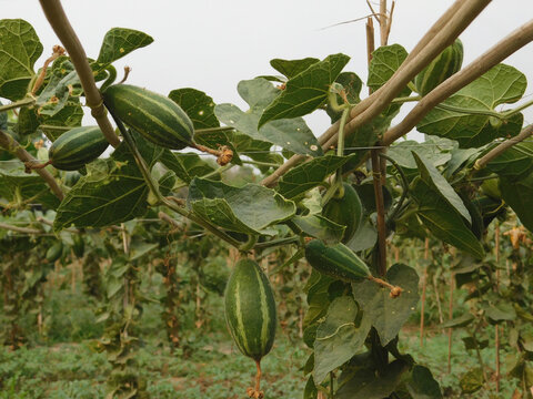 Green pointed gourd plant from the Cucurbitaceae
