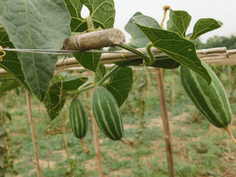 Green pointed gourd plant from the Cucurbitaceae