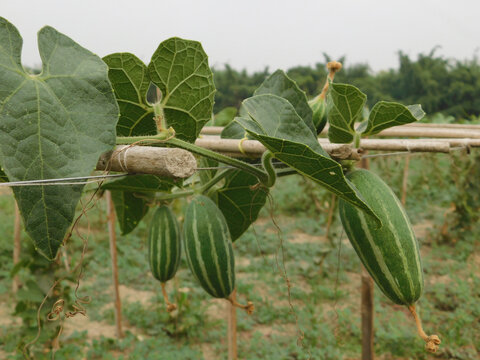 Green pointed gourd plant from the Cucurbitaceae