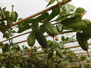 Green pointed gourd plant from the Cucurbitaceae