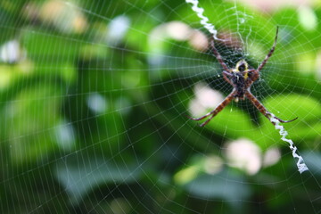 Marveolus spider on the web