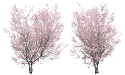 A set of realistic pink cherry blossom trees. Perfect transparent background.