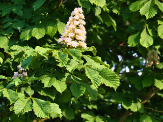 Chestnut blossom on the branch of a chestnut tree. White blossom on the dagger.
