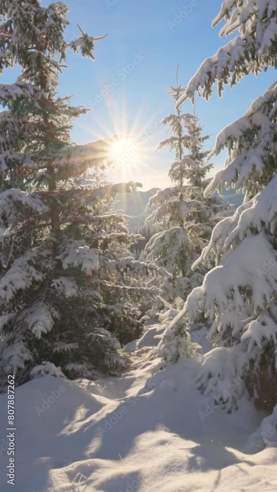 Poster beautiful winter landscape in the mountains. setting sun breaks through the snow covered branches of