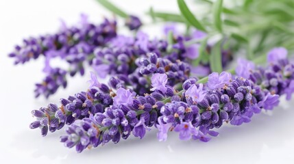 aromatic lavender flowers, including purple and white blooms, arranged on a isolated background with a green leaf in the foreground