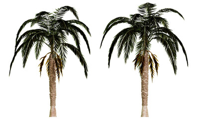 Set of coconut trees at different angles. Palm trees in a tropical vacation spot.