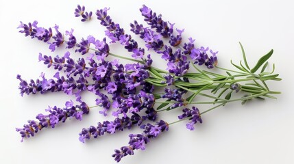 aromatic lavender flowers on a isolated background