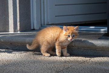 Little red kitten
