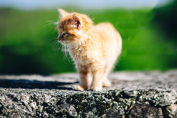 Kitten in the garden