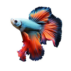 Fototapeta premium guppy fish isolated on white