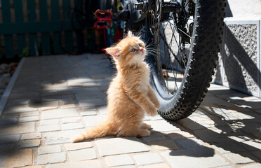 Curious red kitten