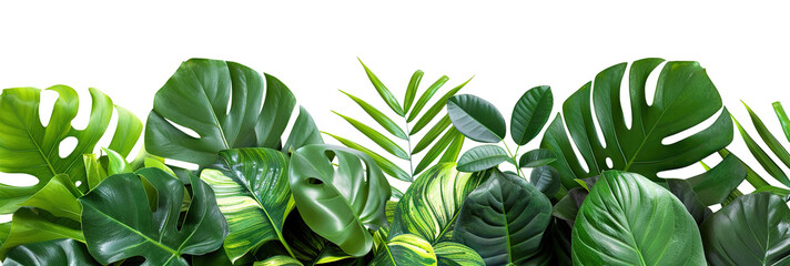 Lush green tropical plants bush (monstera, palm, rubber plant, pine and fern), cut out