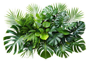 Lush green tropical plants bush (monstera, palm, rubber plant, pine and fern), cut out © Yeti Studio