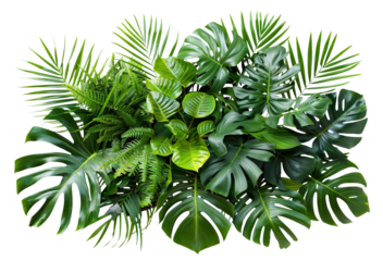 Lush green tropical plants bush (monstera, palm, rubber plant, pine and fern), cut out